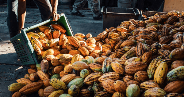 Cocoa and natural ingredients
