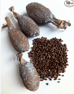 Alligator pepper