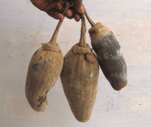 Baobab fruit