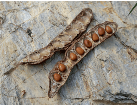 Locust bean