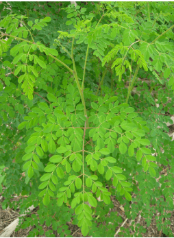 Moringa leaves