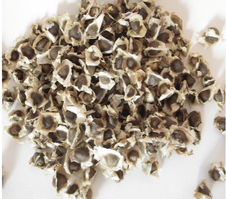 Moringa