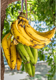 Plantain