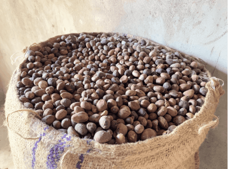 Shea nuts