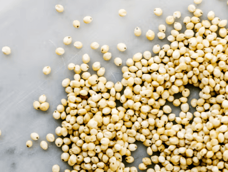 Sorghum