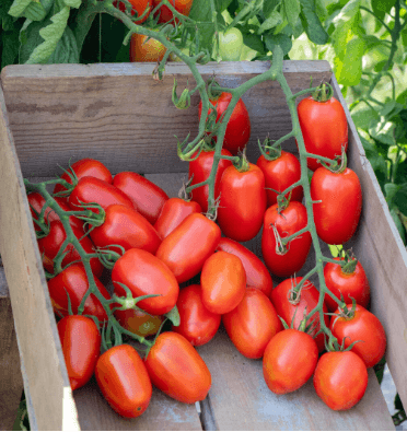 Tomatoes