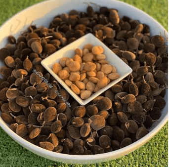 Velvet tamarind