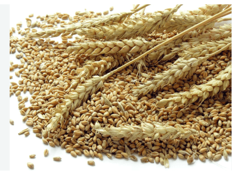 Wheat