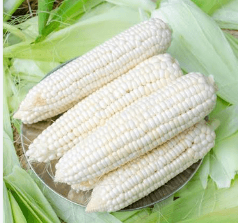White maize